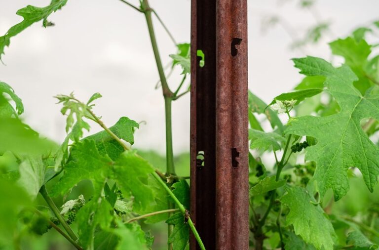 Vinogradarski stubovi i žice SANGOI