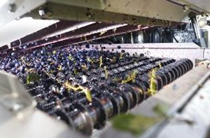 Kombajn za berbu grožđa ERO prebirni sto