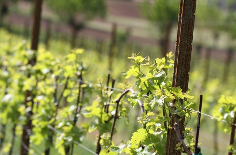 Vinogradarski stubovi, žice i propratna oprema SANGOI