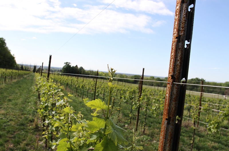 Vinogradarski stubovi i žice SANGOI