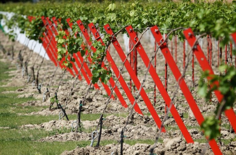 Vinogradarski stubovi i žice SANGOI