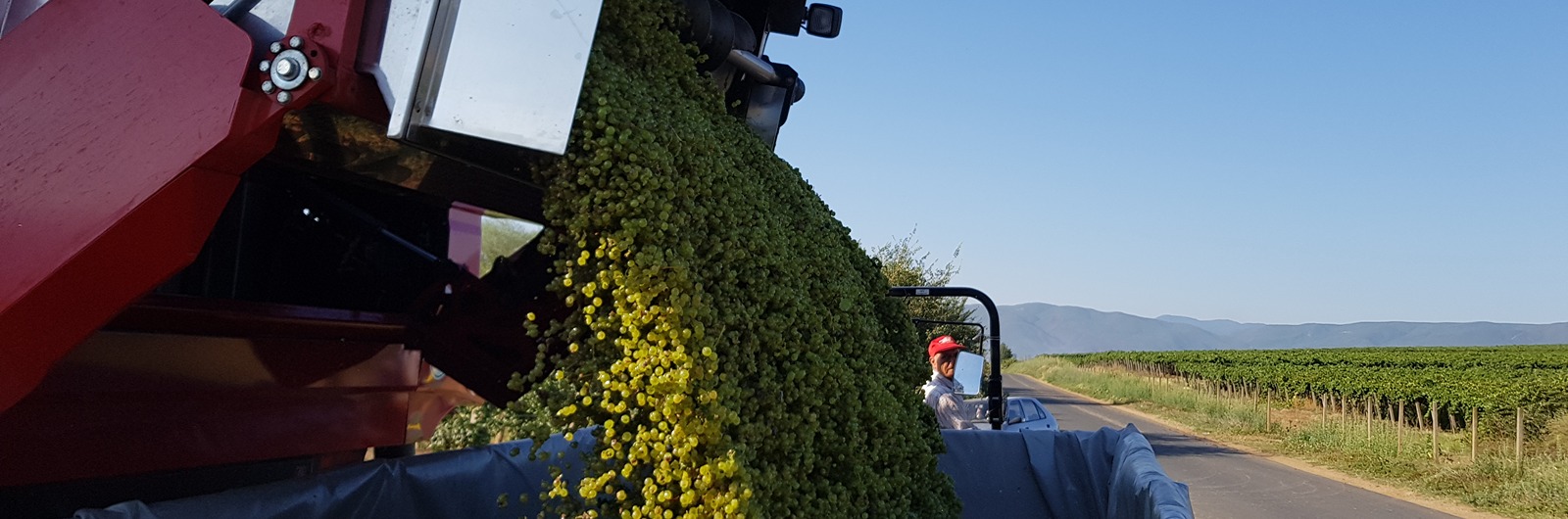 Kipovanje grožđa u prikolicu iz ERO kombajna